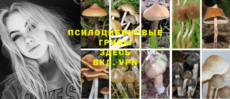 Галлюциногенные грибы MAGIC MUSHROOMS  закладки  Анжеро-Судженск 